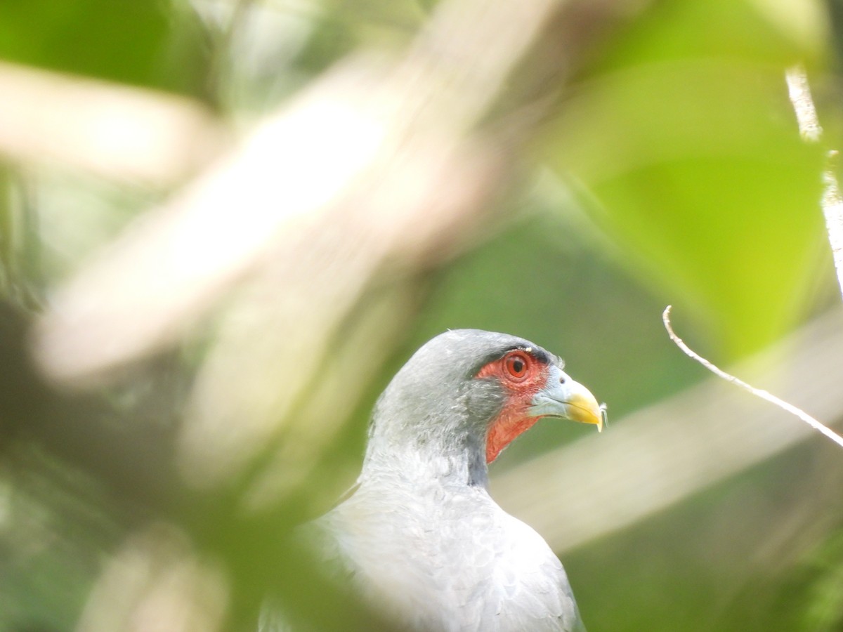 Red-throated Caracara - ML643358263