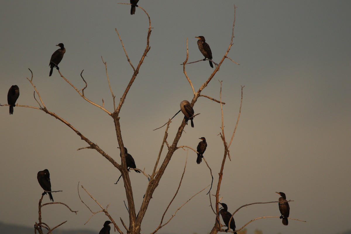 Neotropic Cormorant - ML643358270