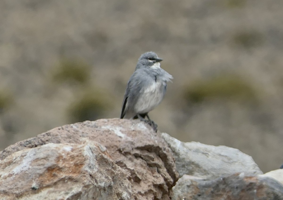 ノドジロヤマシトド - ML643358291