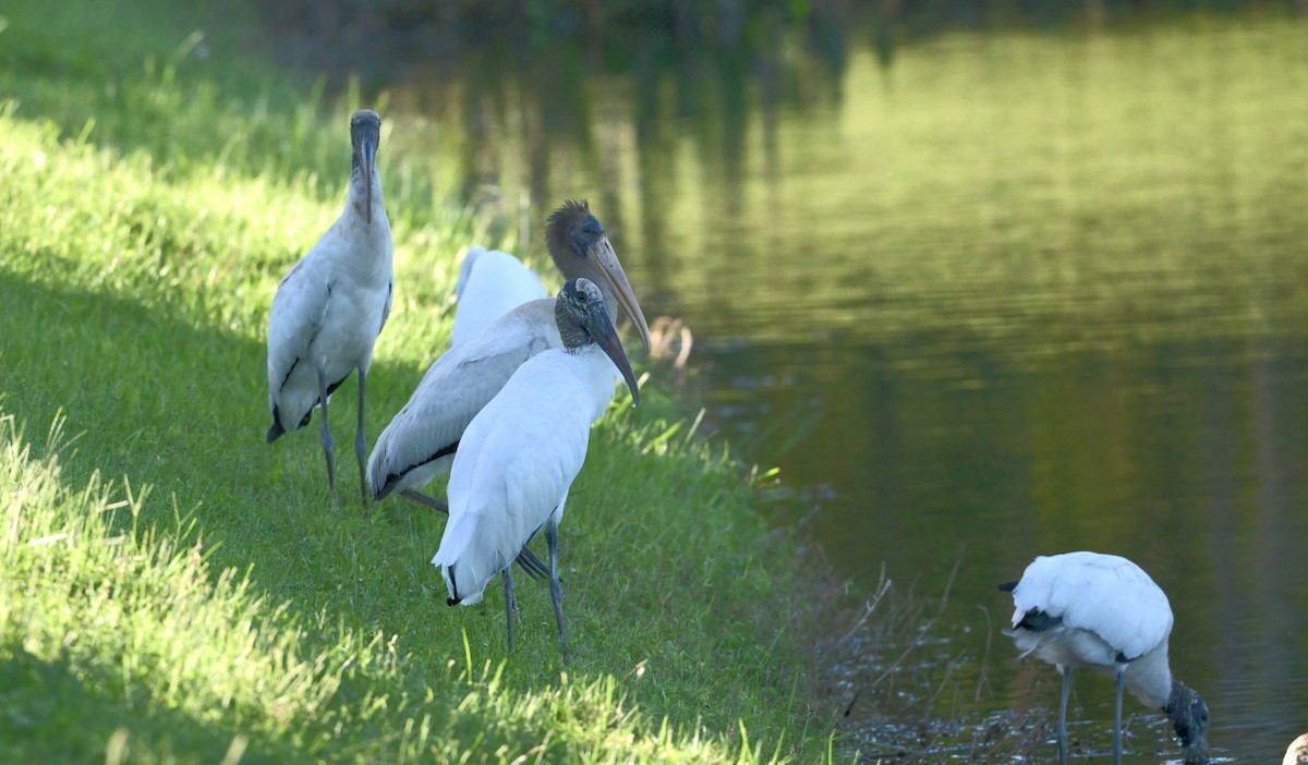 Wood Stork - ML643358294