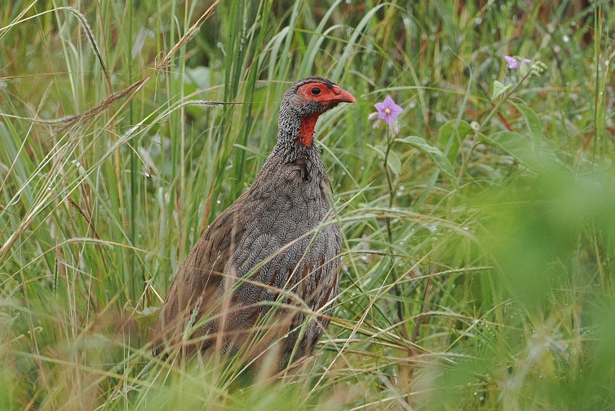 Francolin à gorge rouge - ML643358296