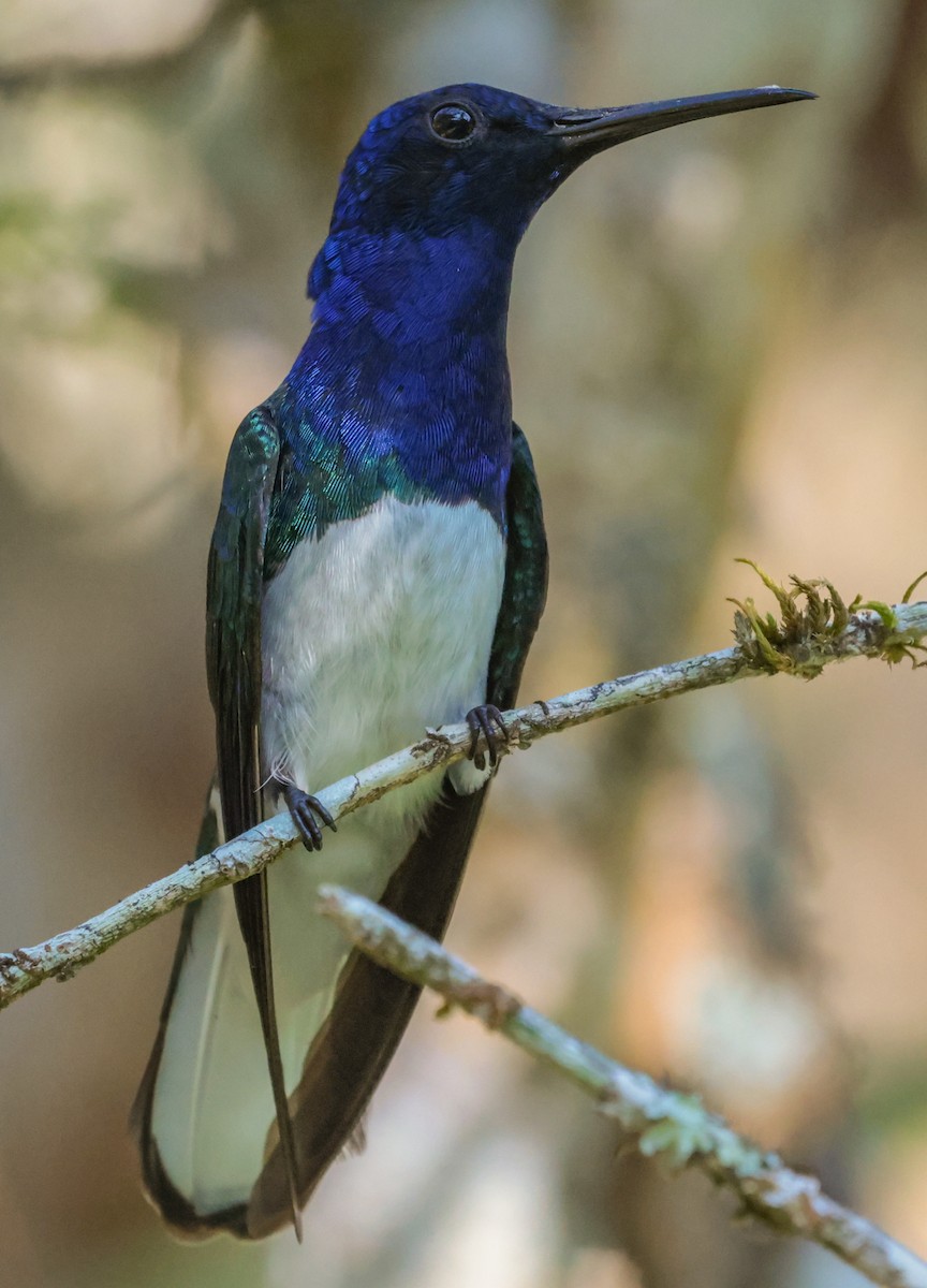 White-necked Jacobin - ML643358314