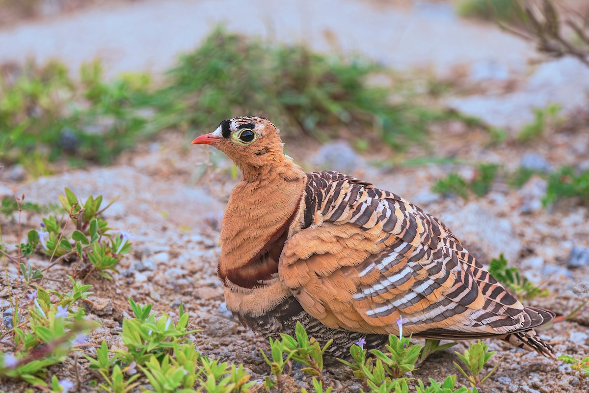 Painted Sandgrouse - ML643358316