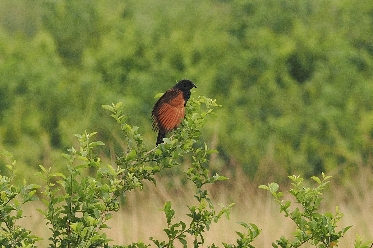 Black Coucal - ML643358318