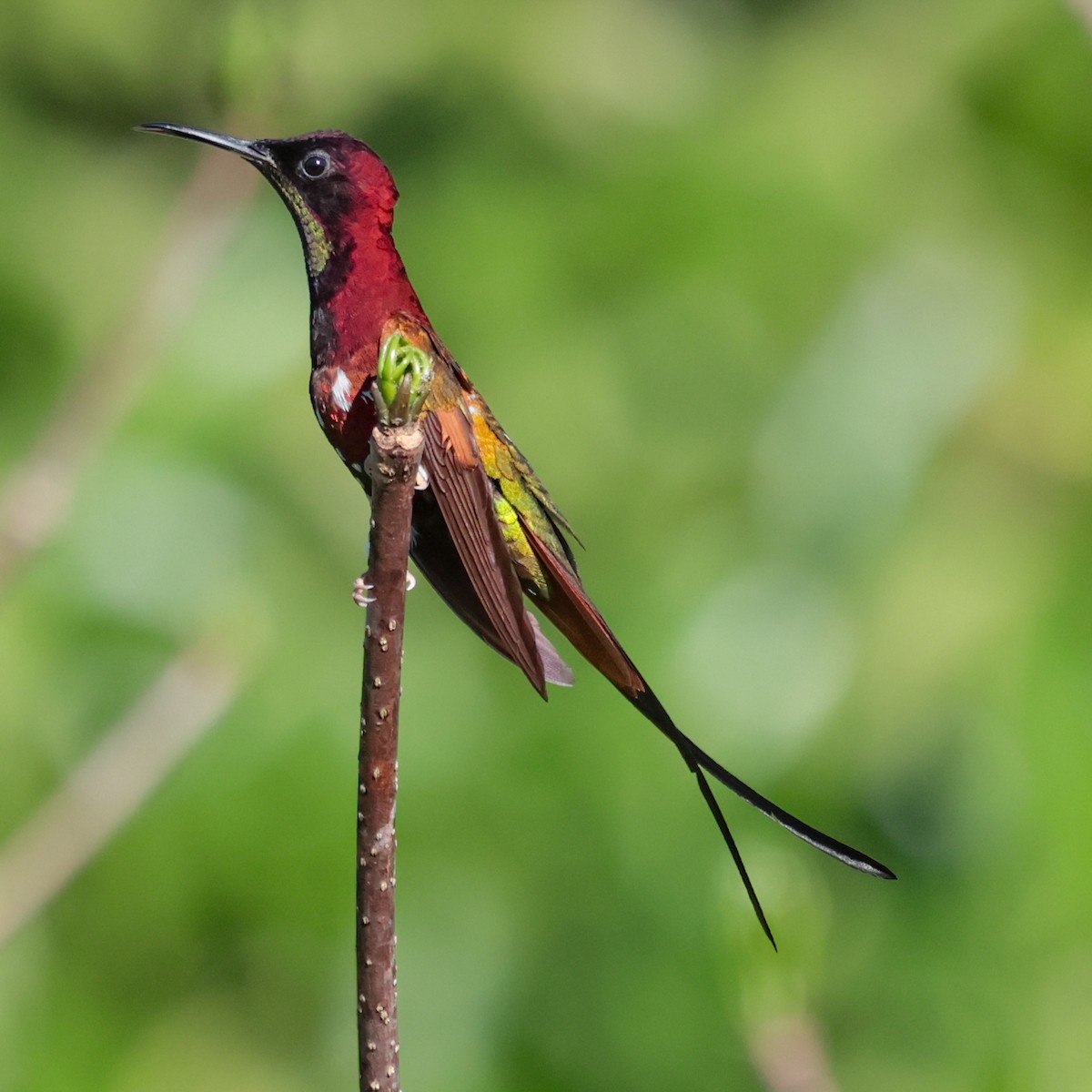 Crimson Topaz - ML643358319