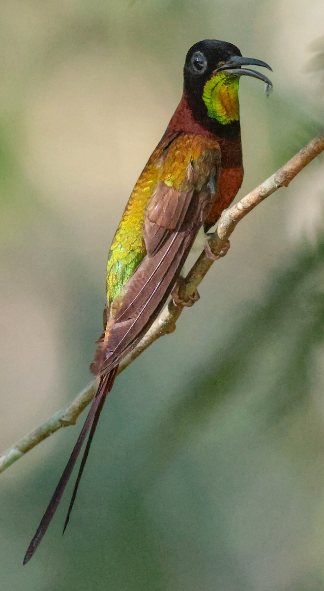 Crimson Topaz - ML643358321