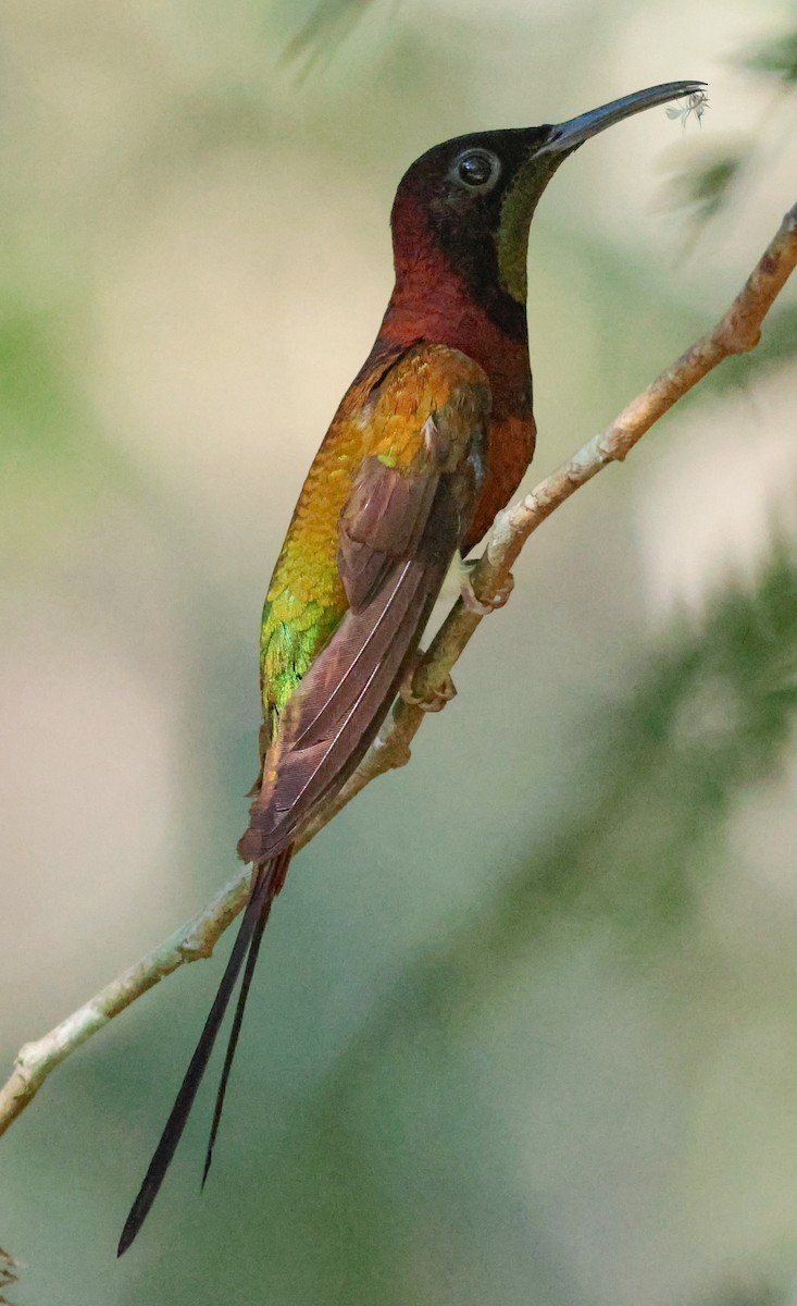 Crimson Topaz - ML643358322