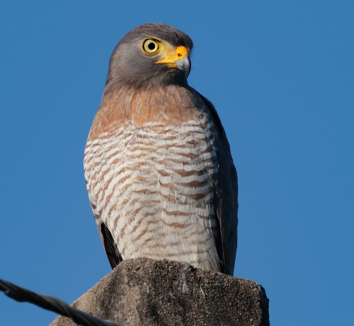 Roadside Hawk - ML643358342