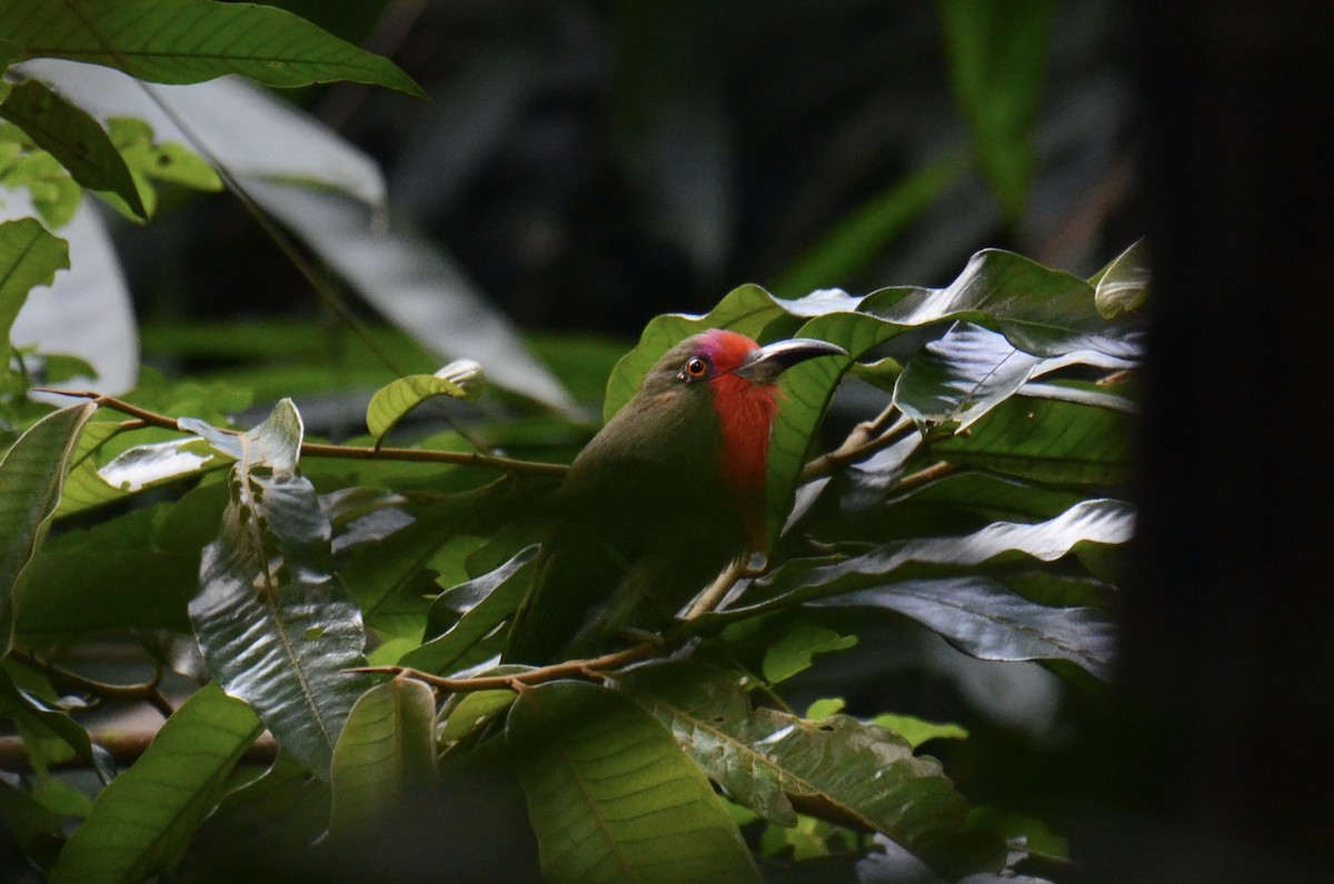 Red-bearded Bee-eater - ML643358345