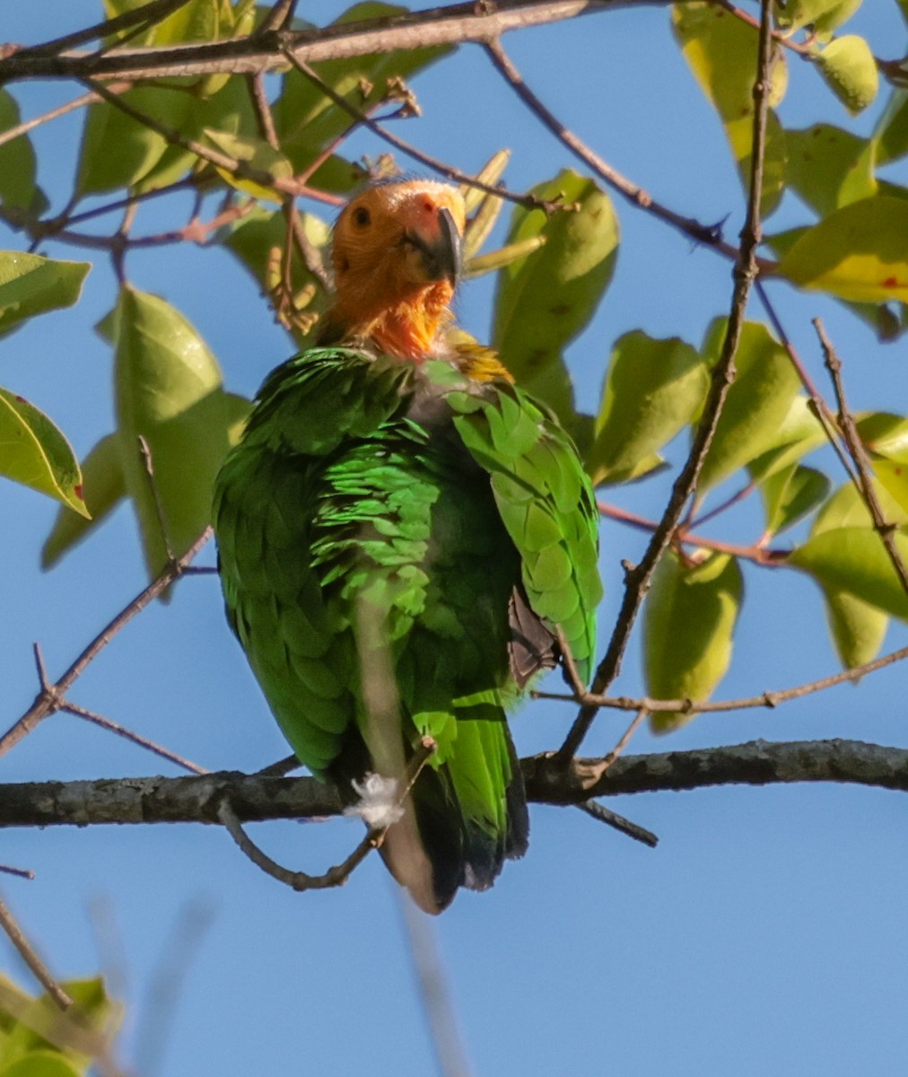 Bald Parrot - ML643358348