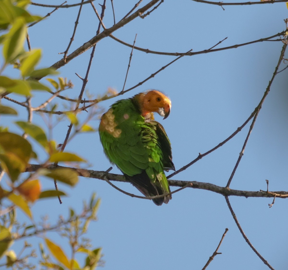 Bald Parrot - ML643358349