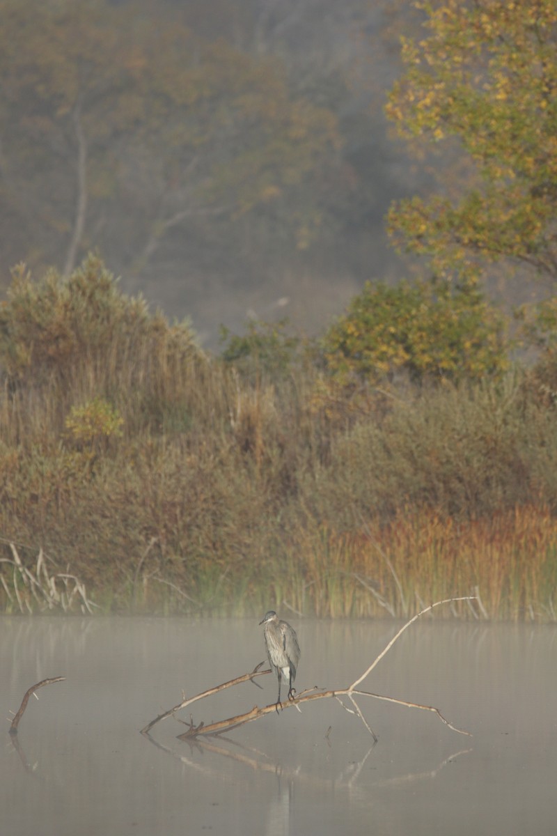 Great Blue Heron - ML643358351