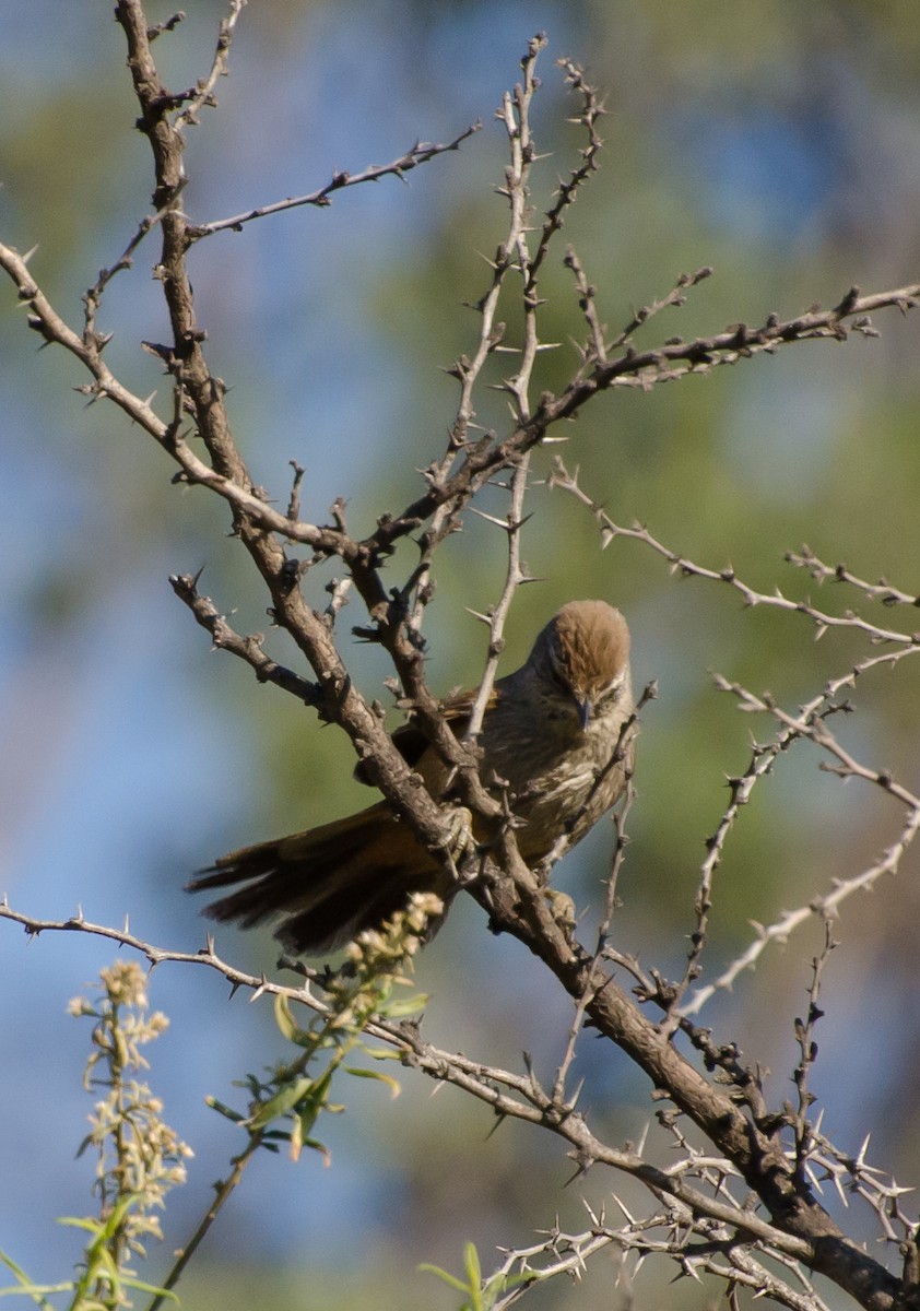 Dusky-tailed Canastero - ML643358353