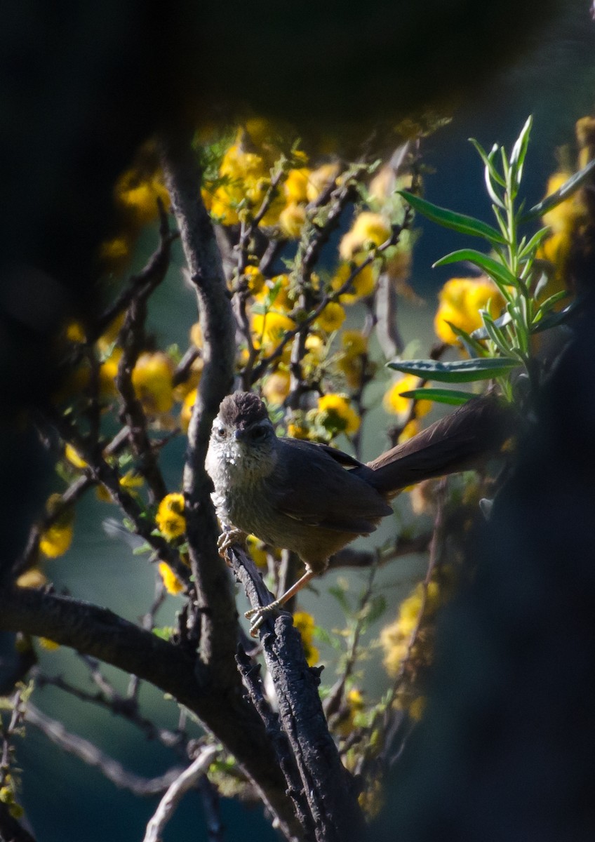 Dusky-tailed Canastero - ML643358354