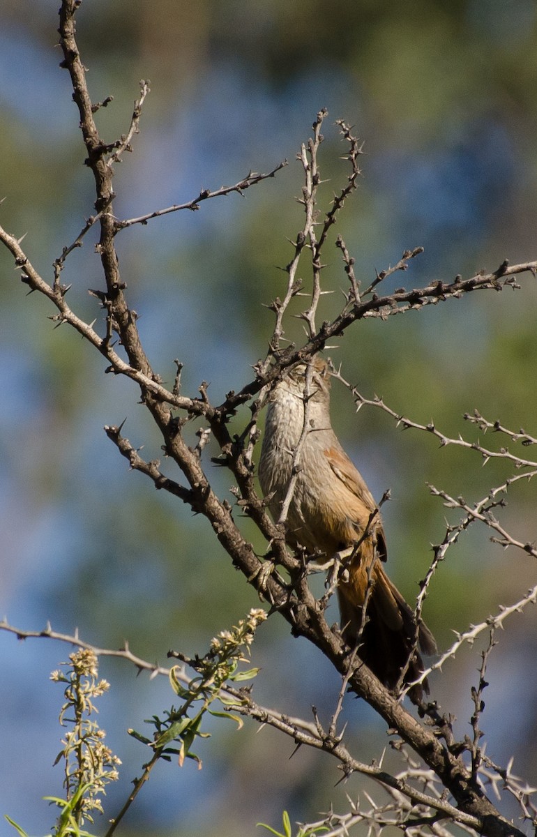 Dusky-tailed Canastero - ML643358355