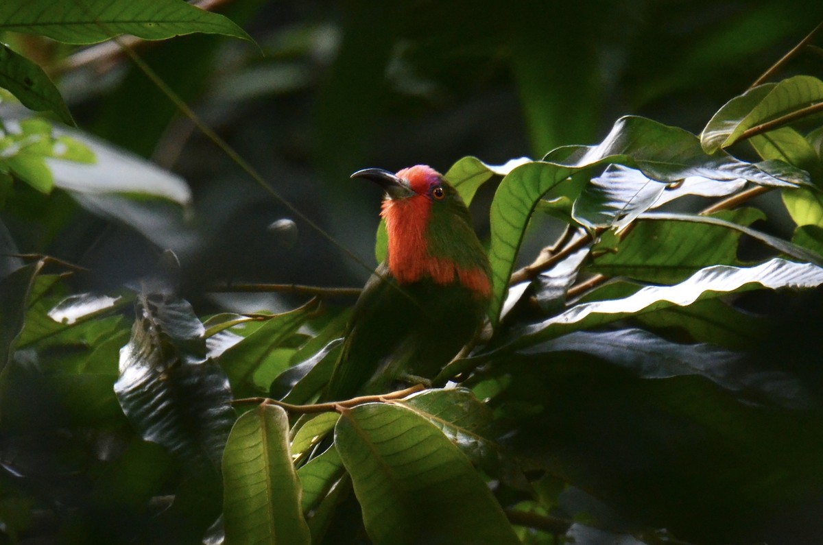 Red-bearded Bee-eater - ML643358357