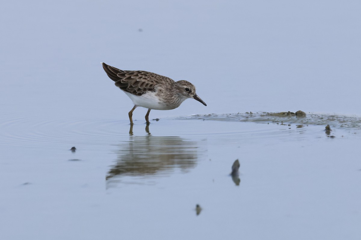 Long-toed Stint - ML643358374