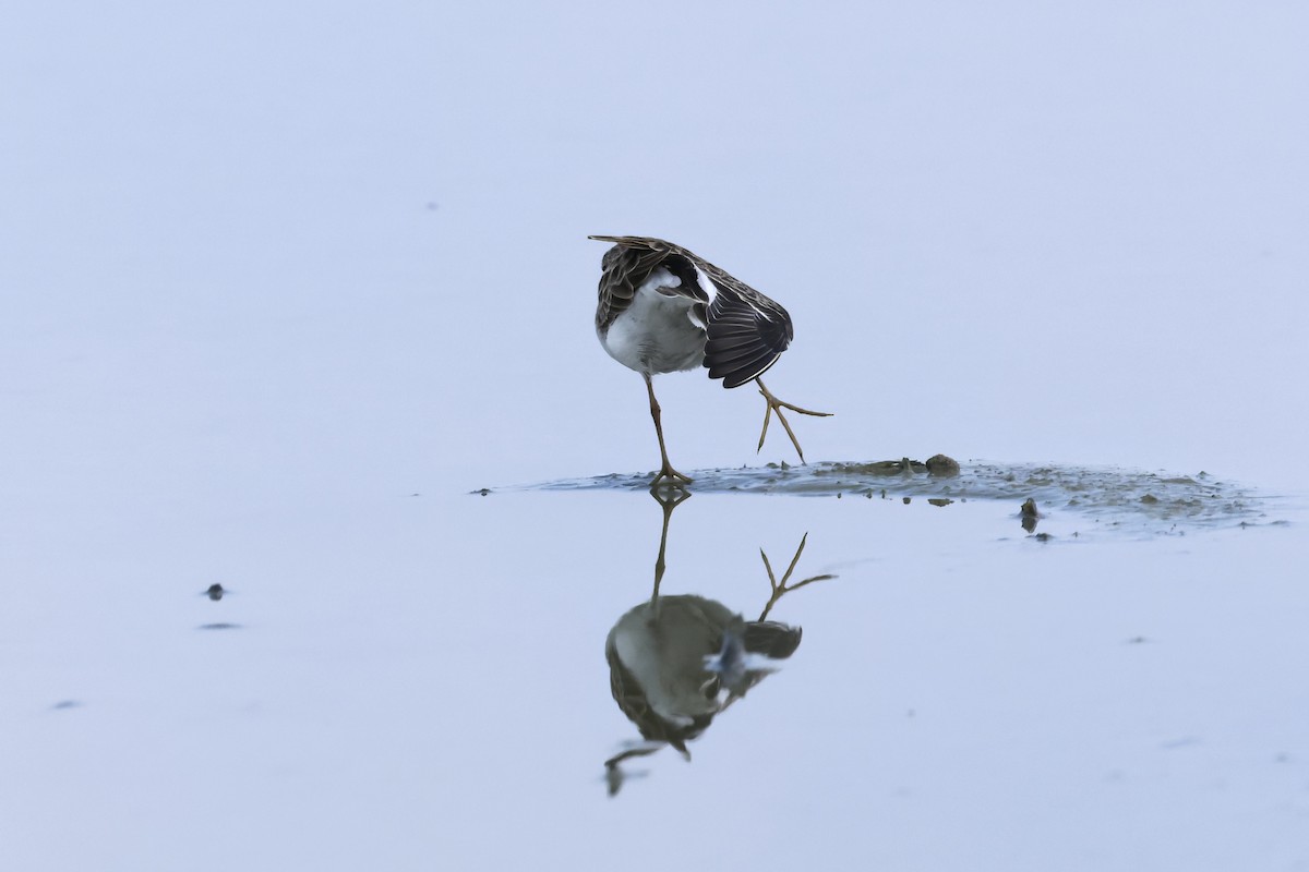 Long-toed Stint - ML643358378