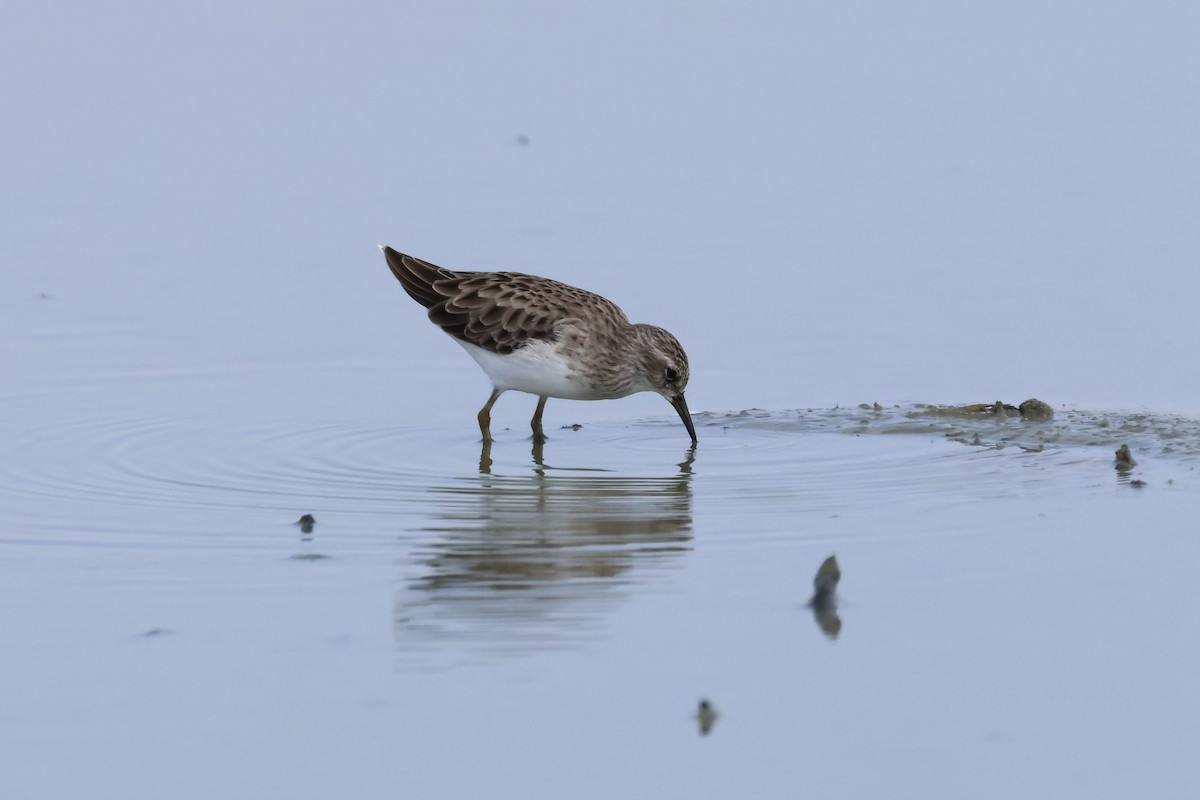 Long-toed Stint - ML643358379