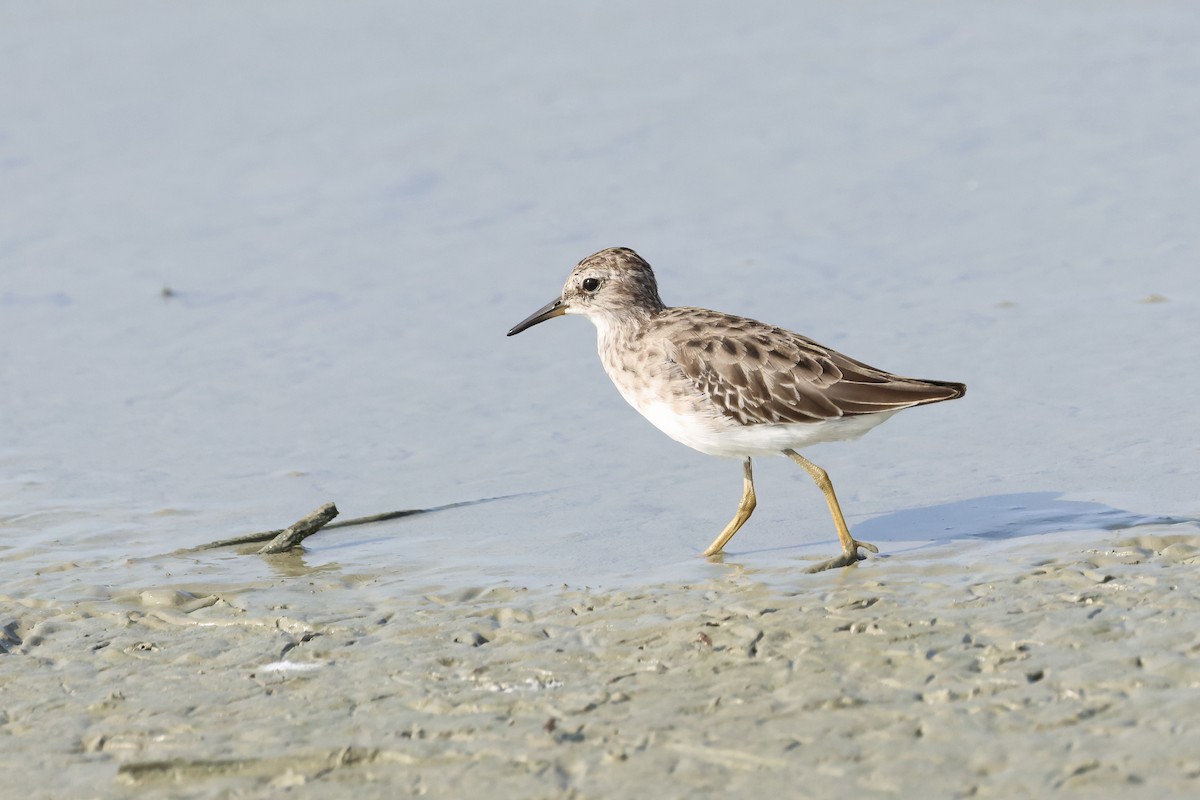 Long-toed Stint - ML643358381