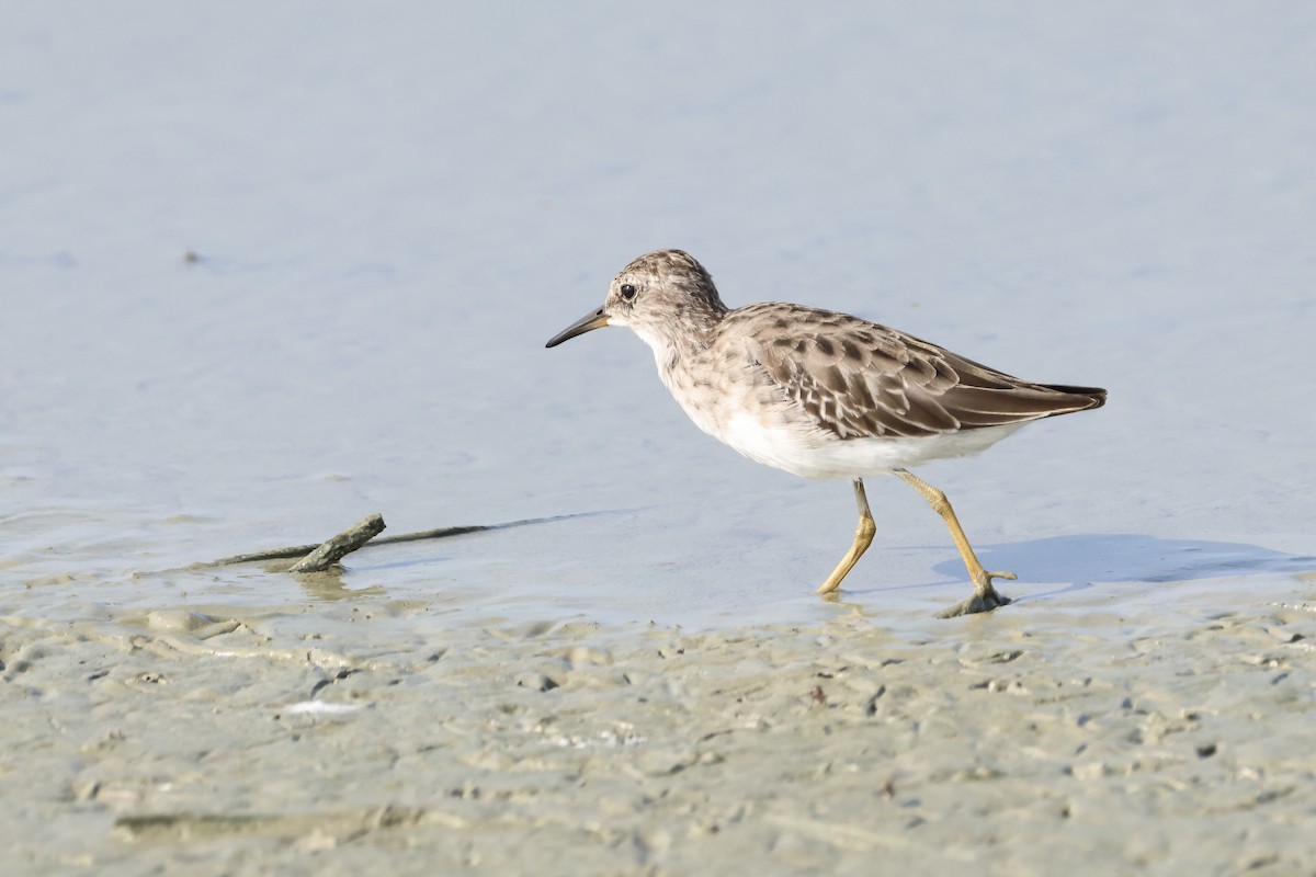 Long-toed Stint - ML643358382