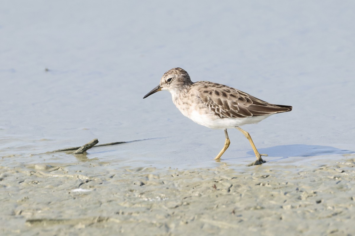 Long-toed Stint - ML643358383