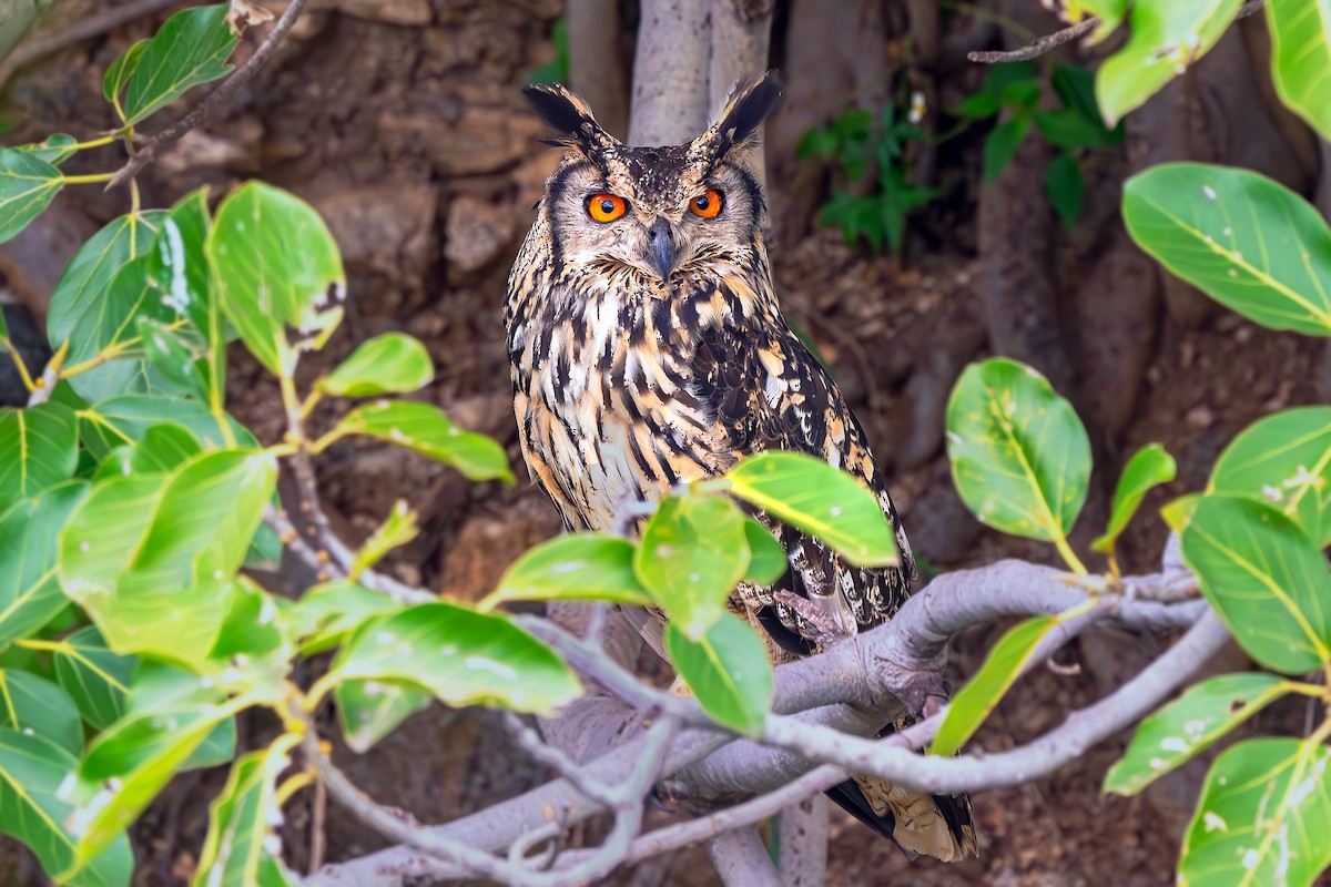 Rock Eagle-Owl - ML643358390