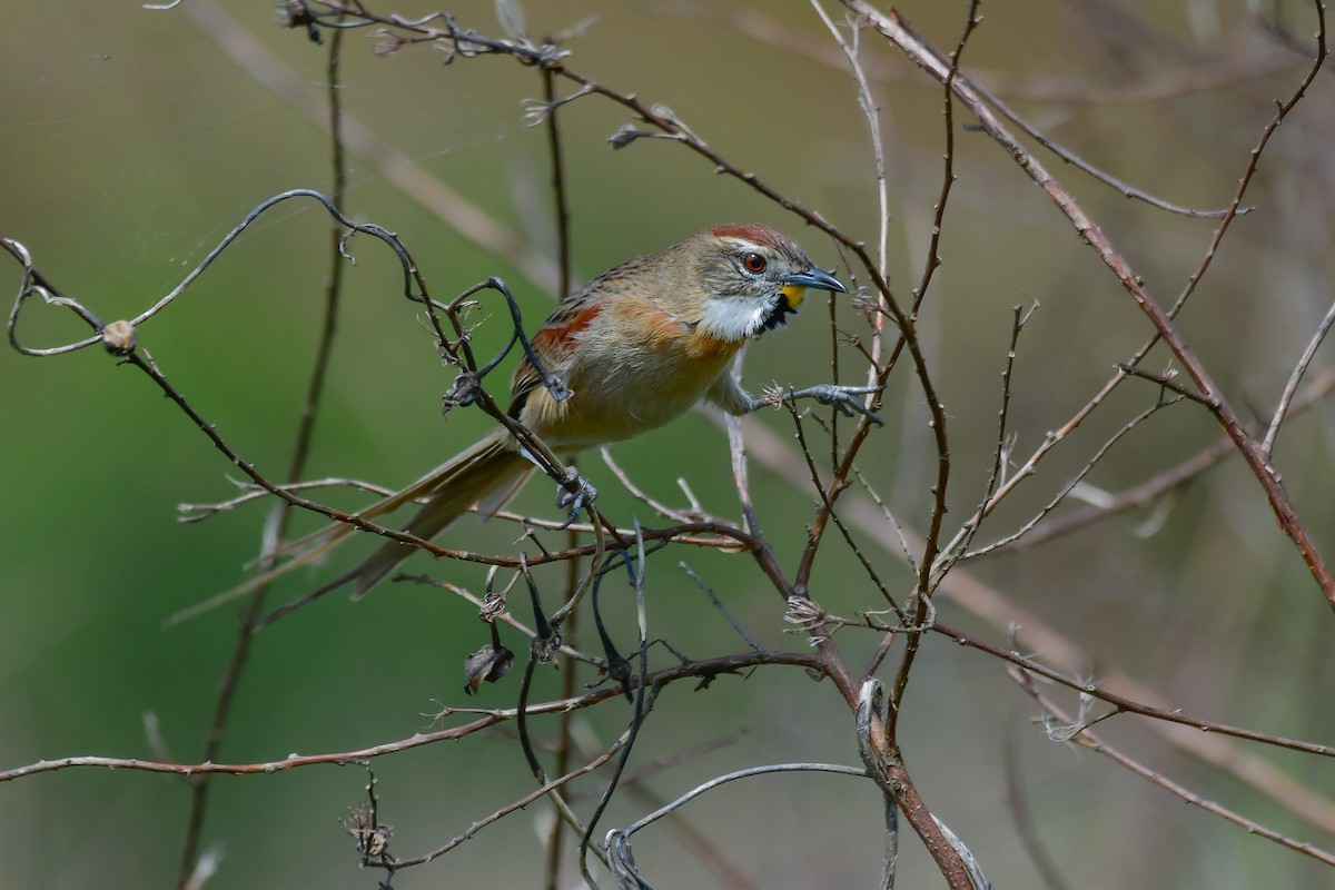 Chotoy Spinetail - ML643358396