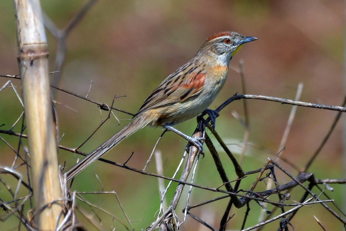 Chotoy Spinetail - ML643358397