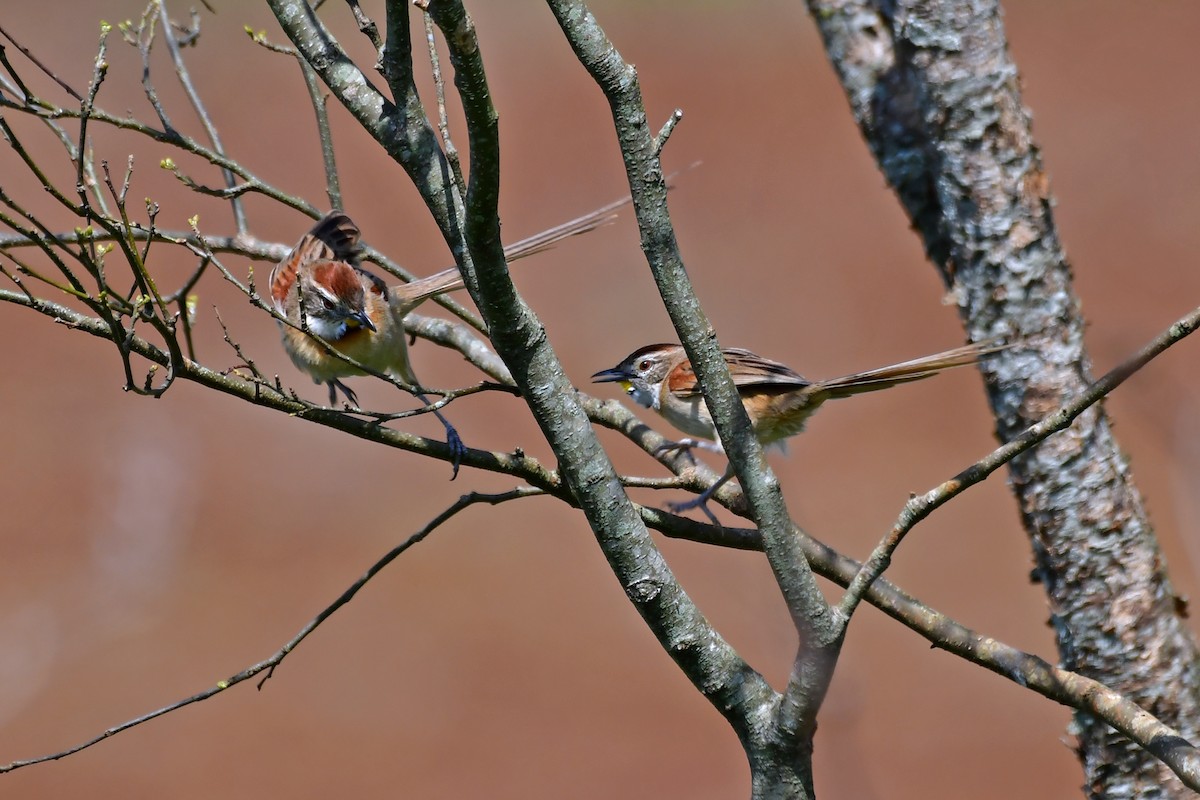 Chotoy Spinetail - ML643358398
