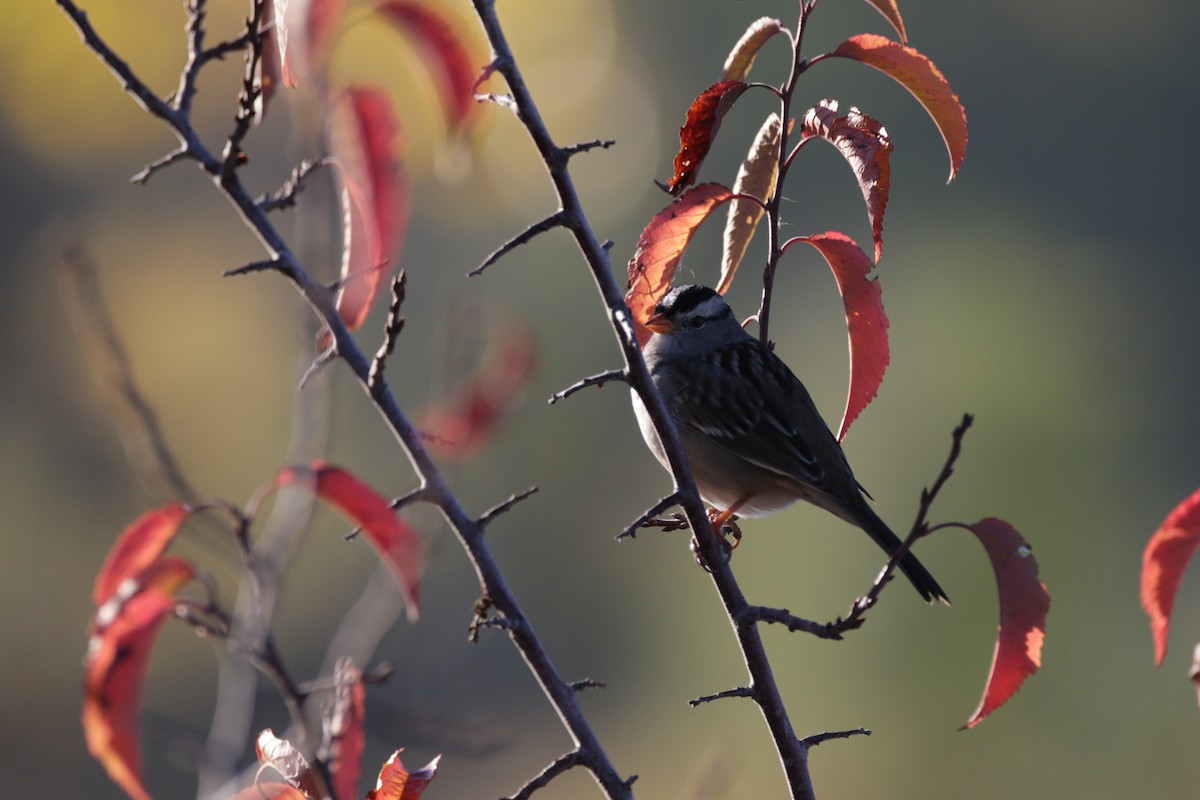 White-crowned Sparrow - ML643358479