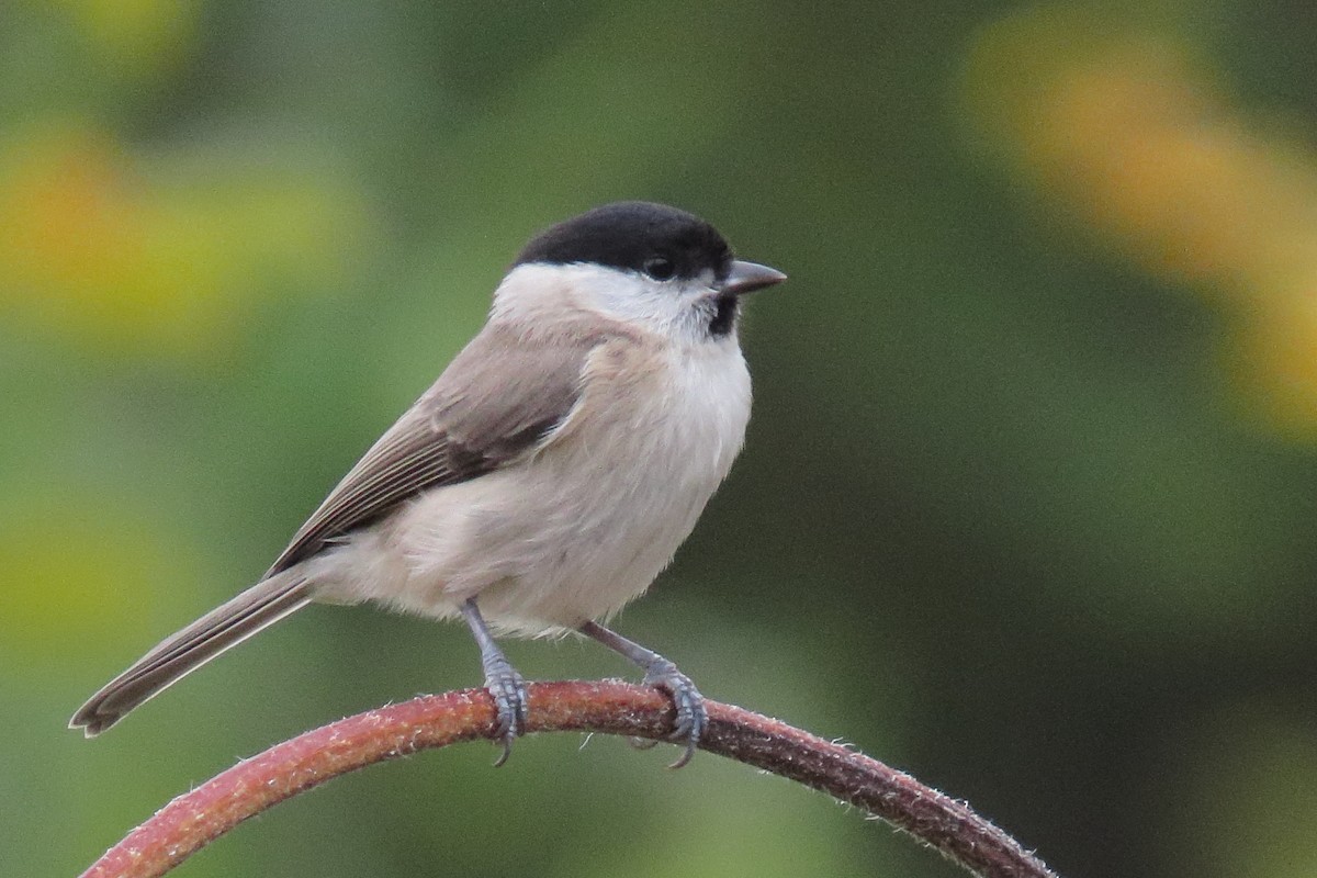 Kayın Baştankarası - ML643358510