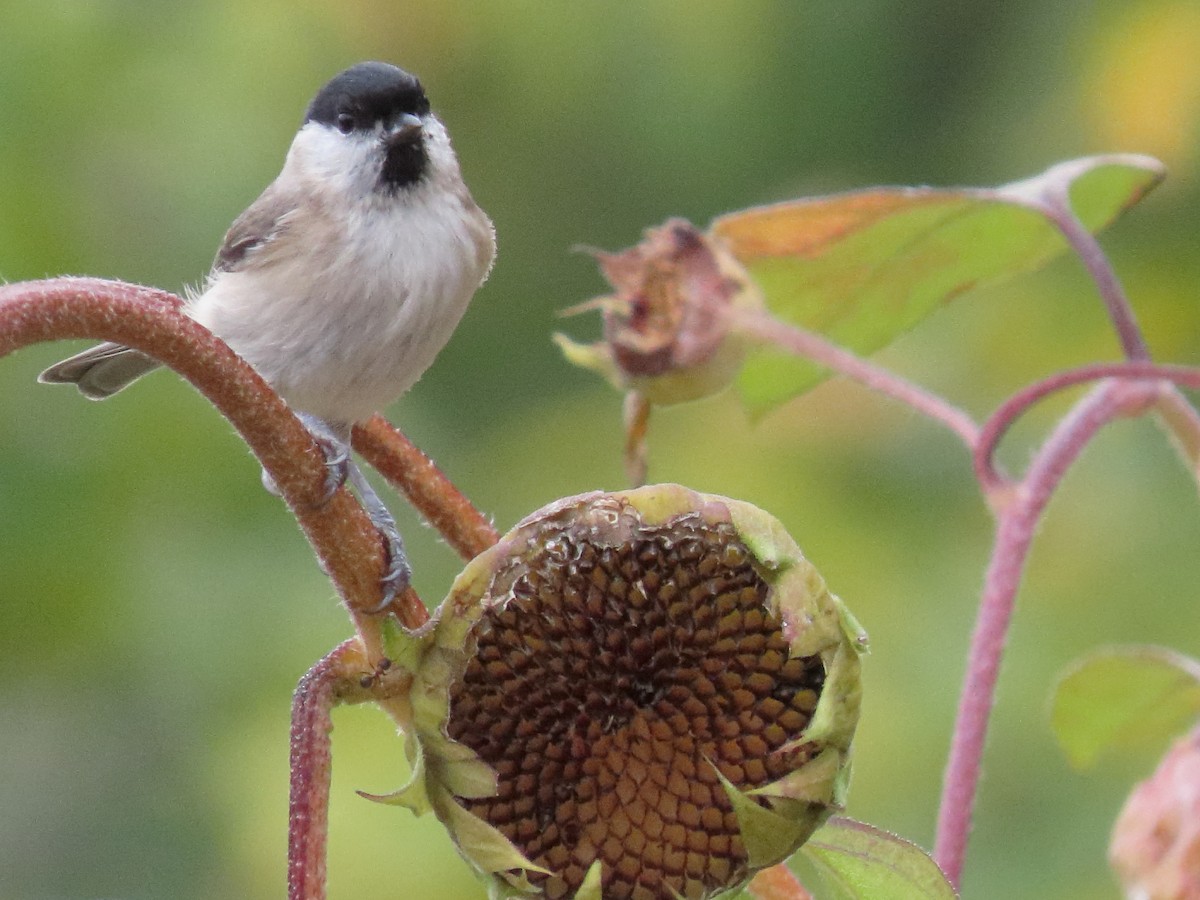 Kayın Baştankarası - ML643358511