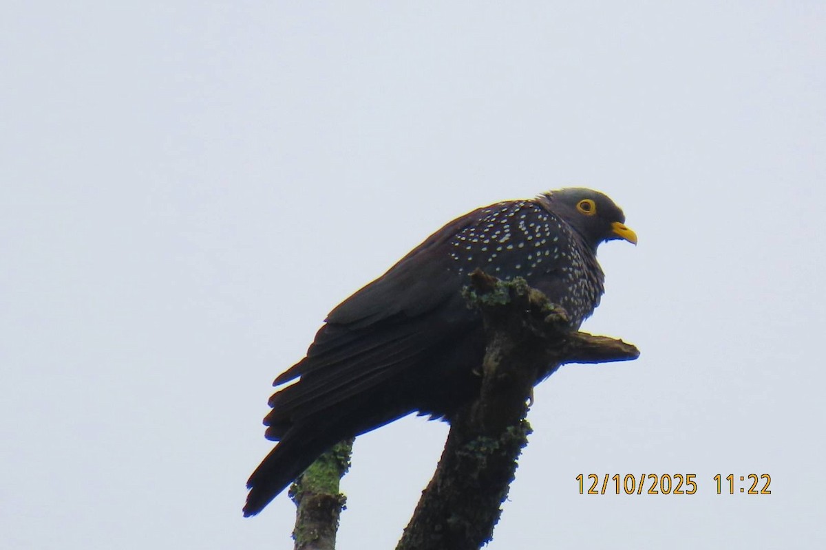 Rameron Pigeon - ML643358530