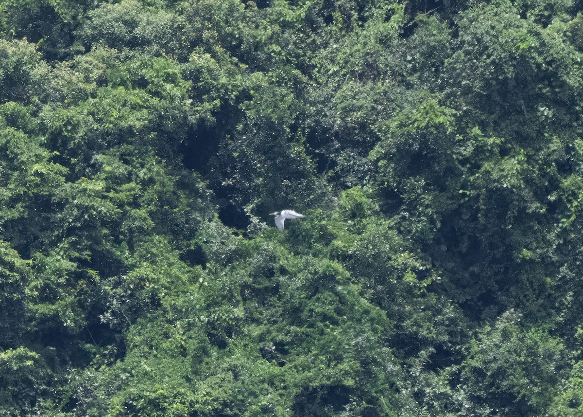 Great Crested Tern - ML643358549