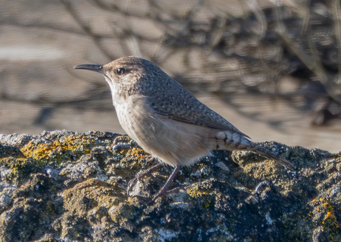 Rock Wren - ML643358575