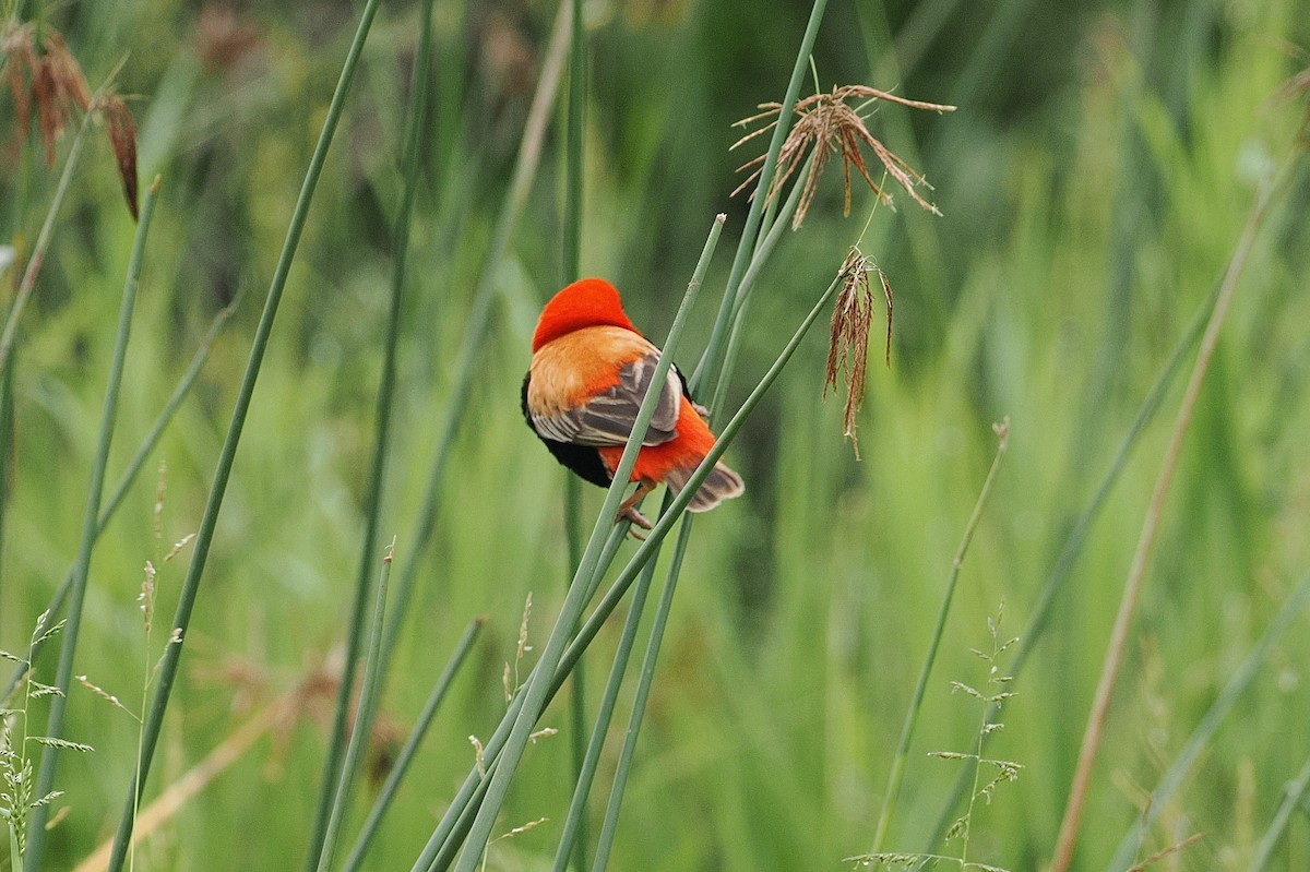 Southern Red Bishop - ML643358584