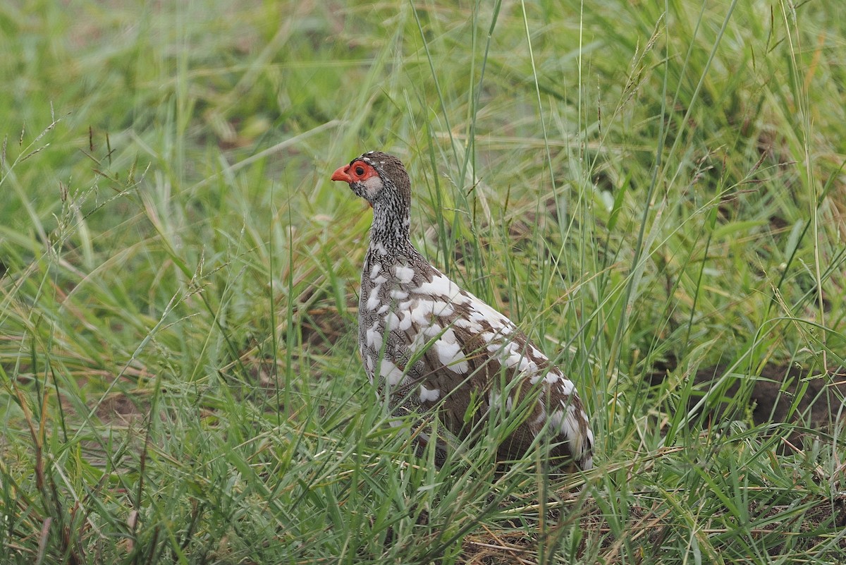 Francolin à gorge rouge - ML643358611