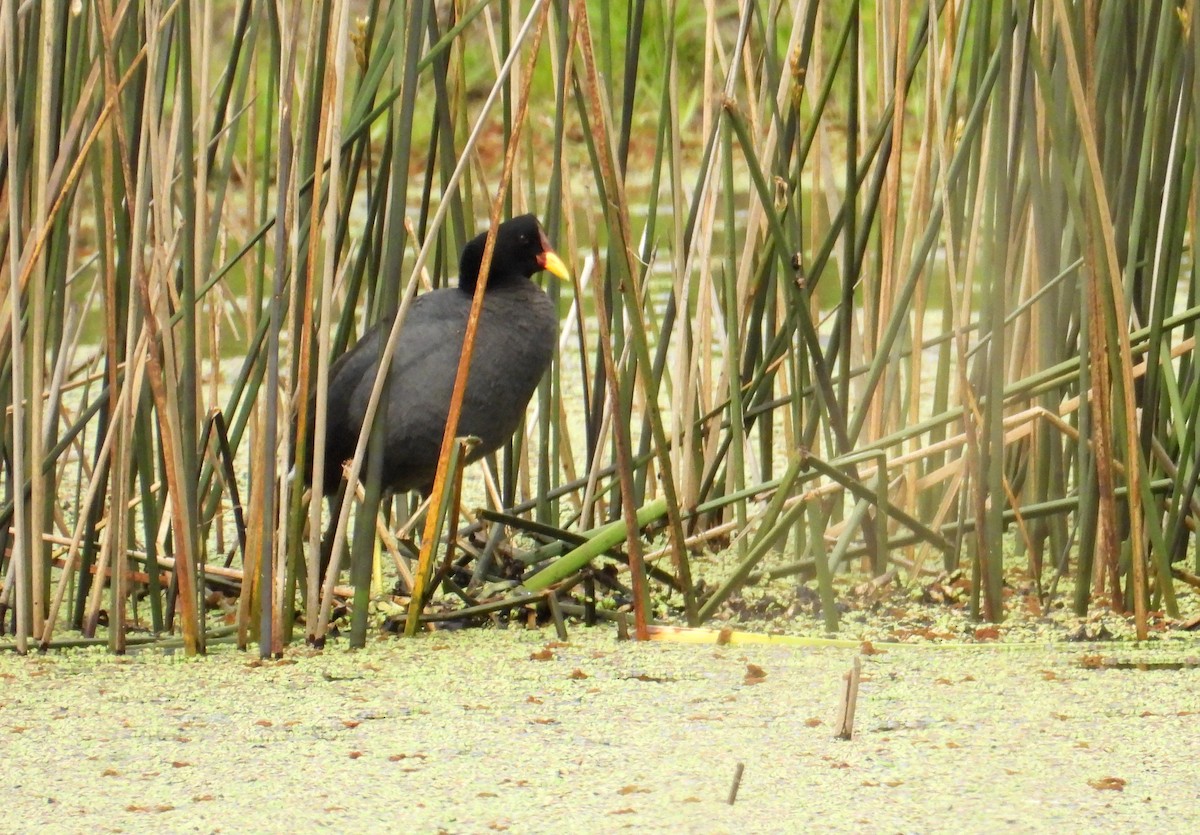 Red-fronted Coot - ML643358624