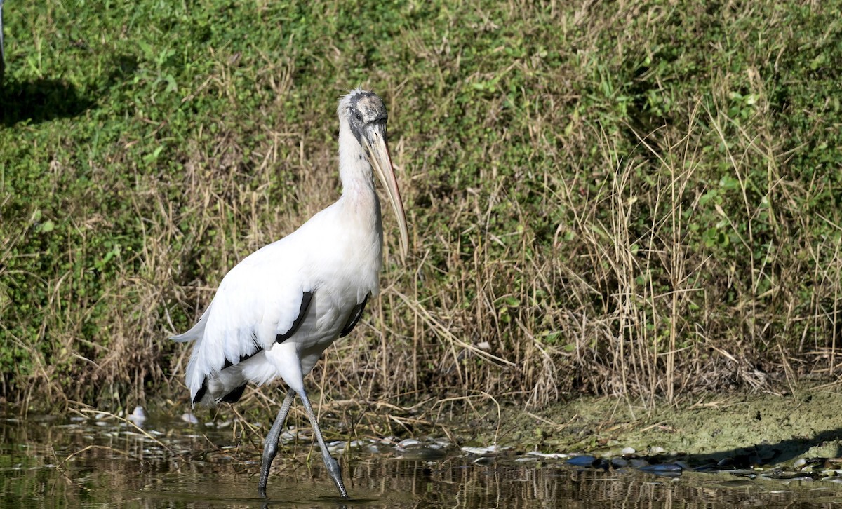 Wood Stork - ML643358625