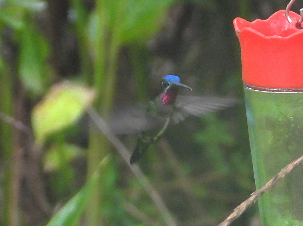 Long-billed Starthroat - ML643358628