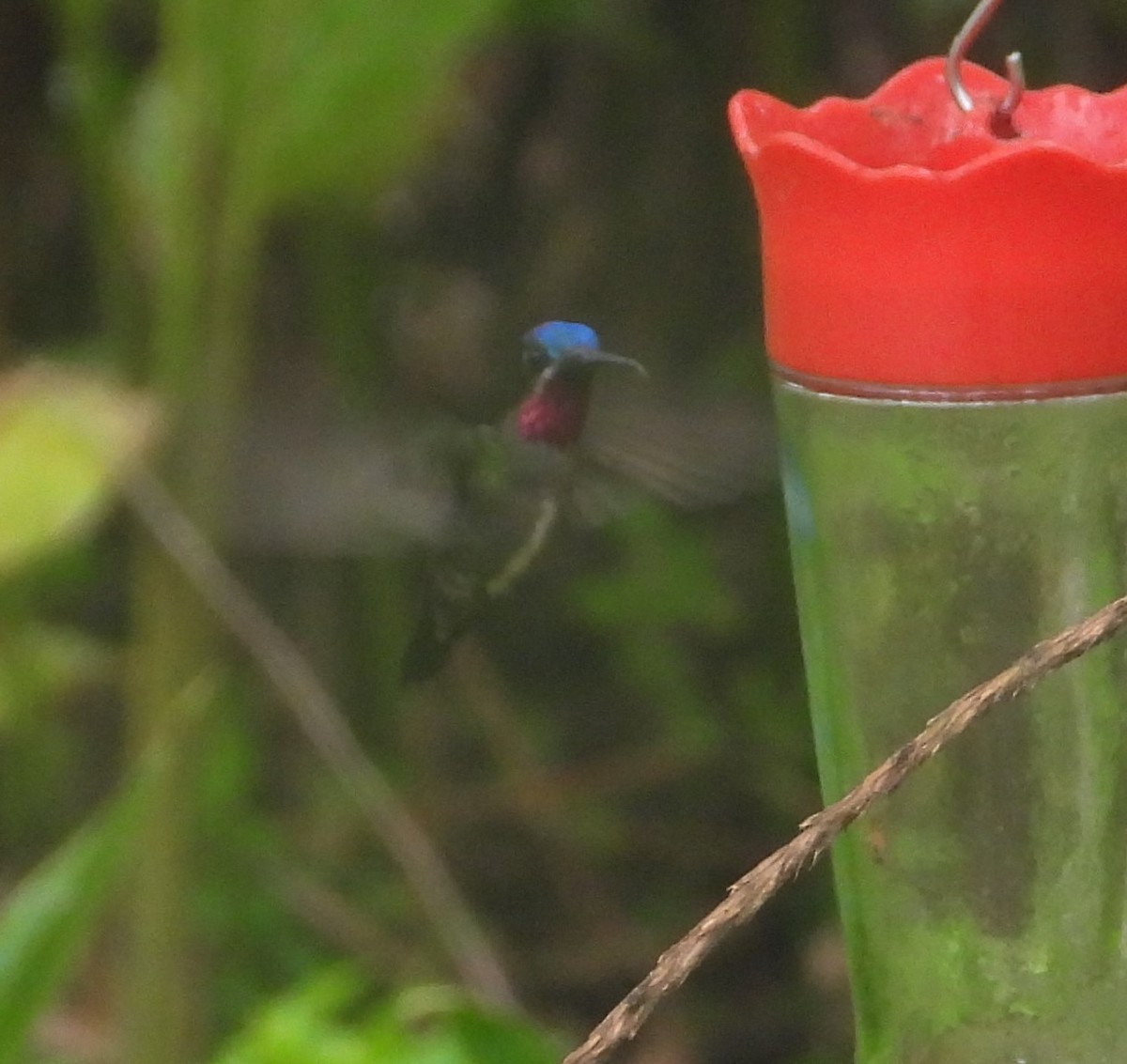 Long-billed Starthroat - ML643358629