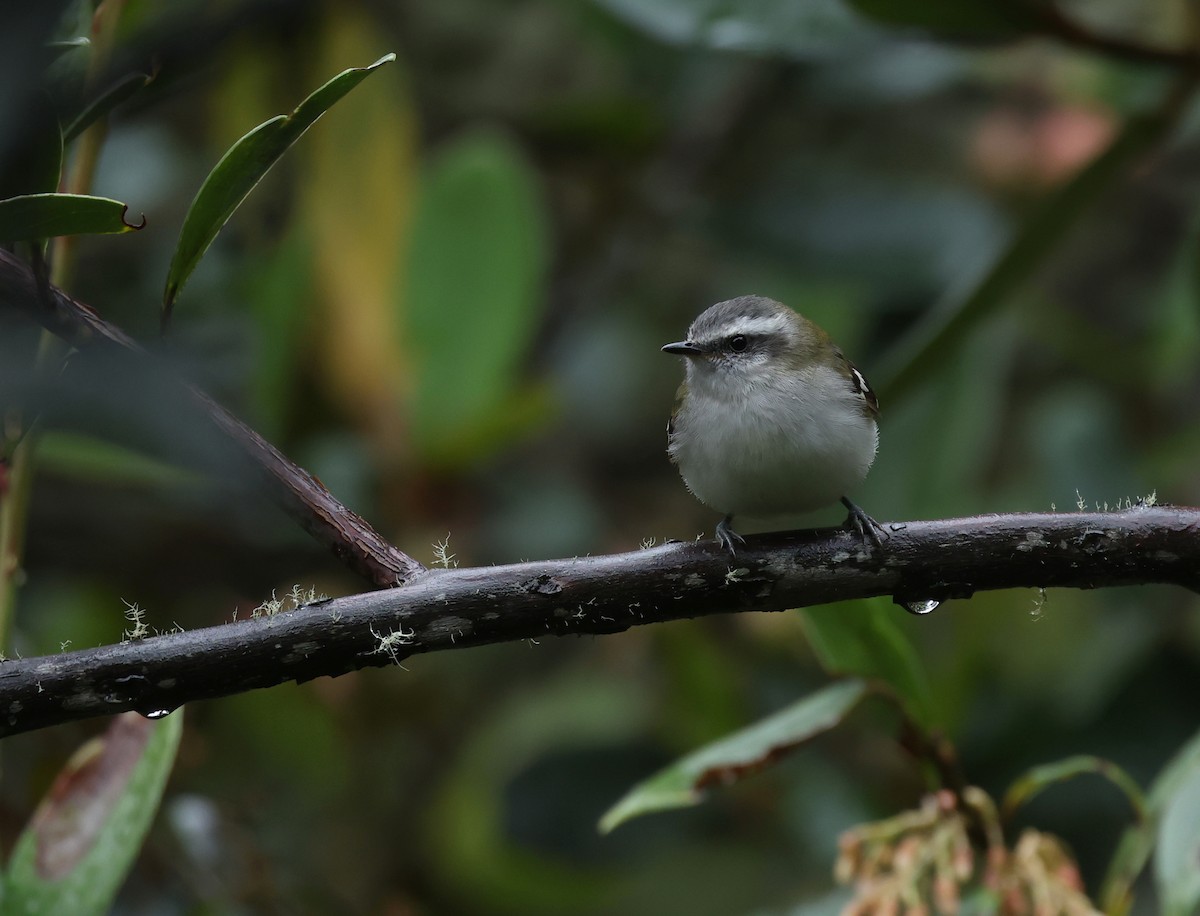 White-banded Tyrannulet - ML643358659