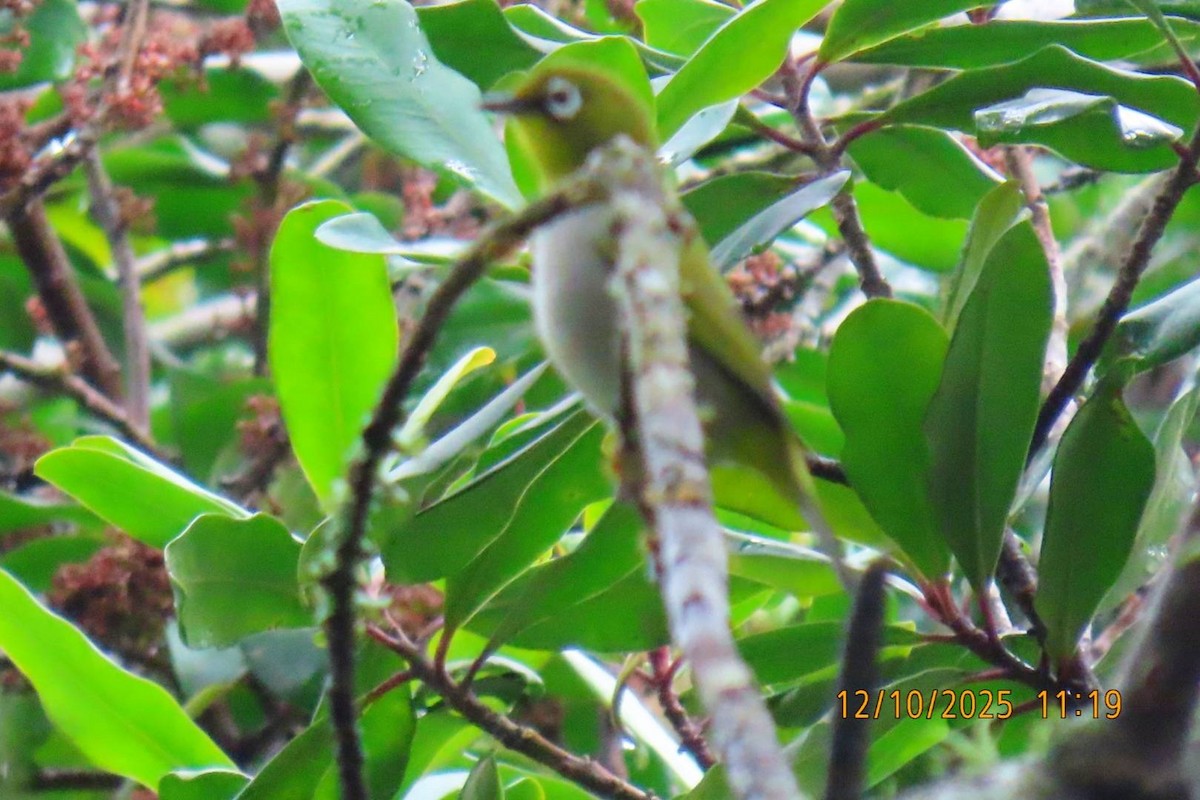 Cape White-eye - ML643358668