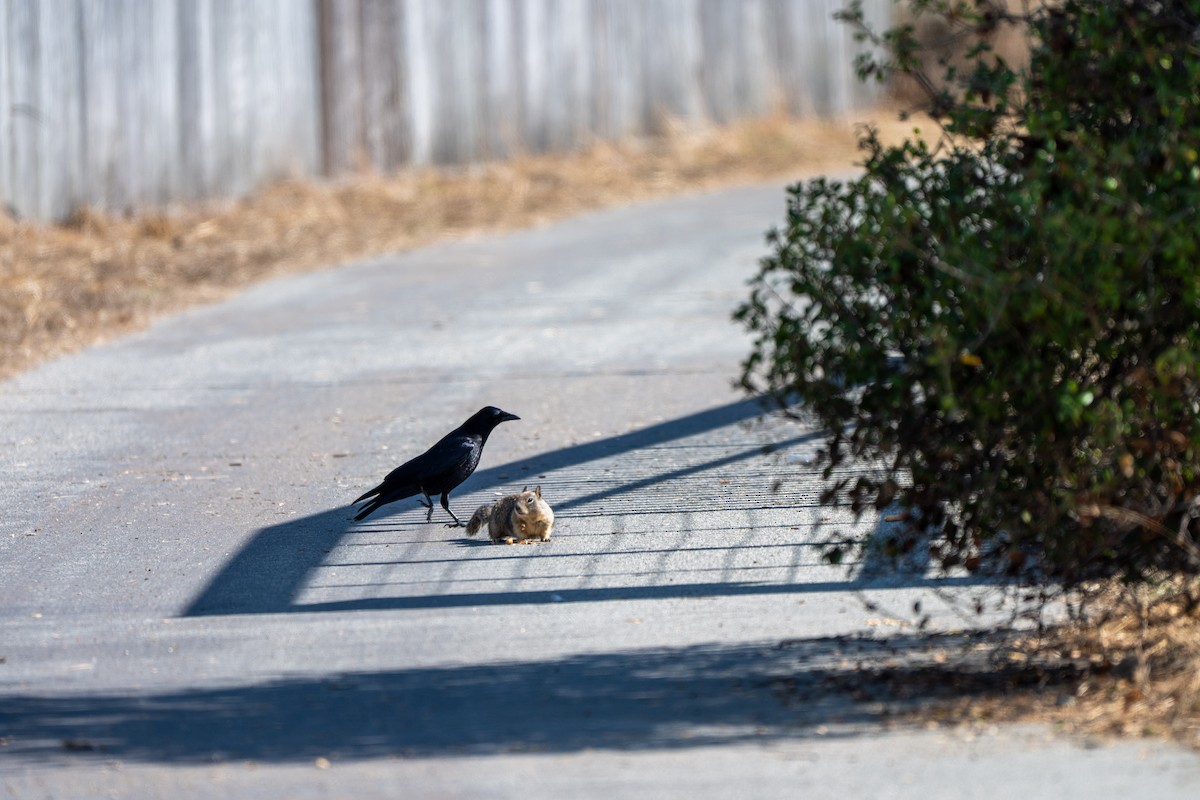 American Crow - ML643358679