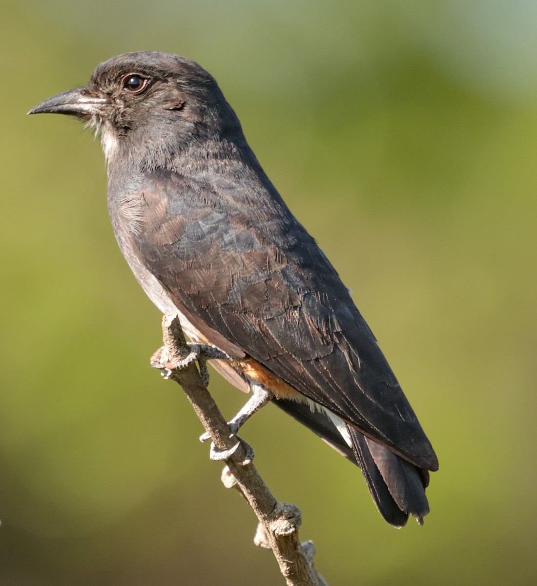 Swallow-winged Puffbird - ML643358691