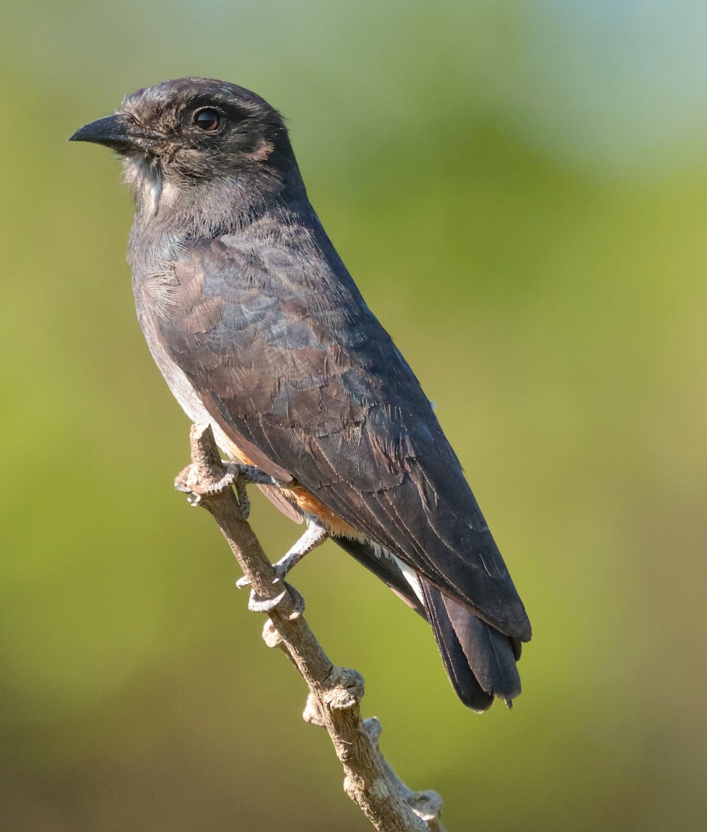 Swallow-winged Puffbird - ML643358692
