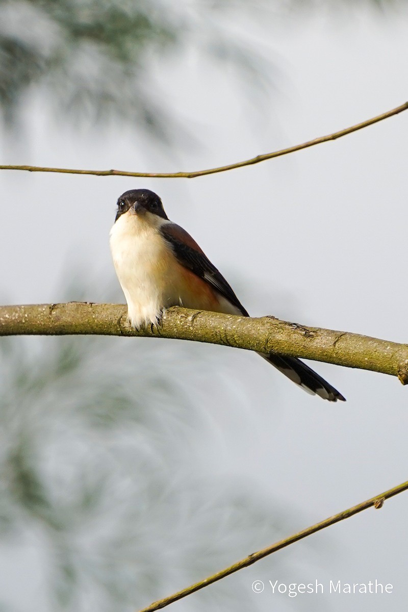 Bay-backed Shrike - ML643358719