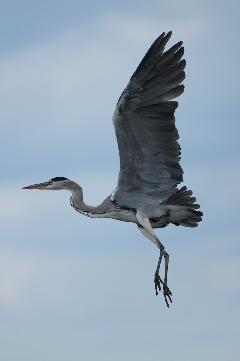 Gray Heron - ML643358736