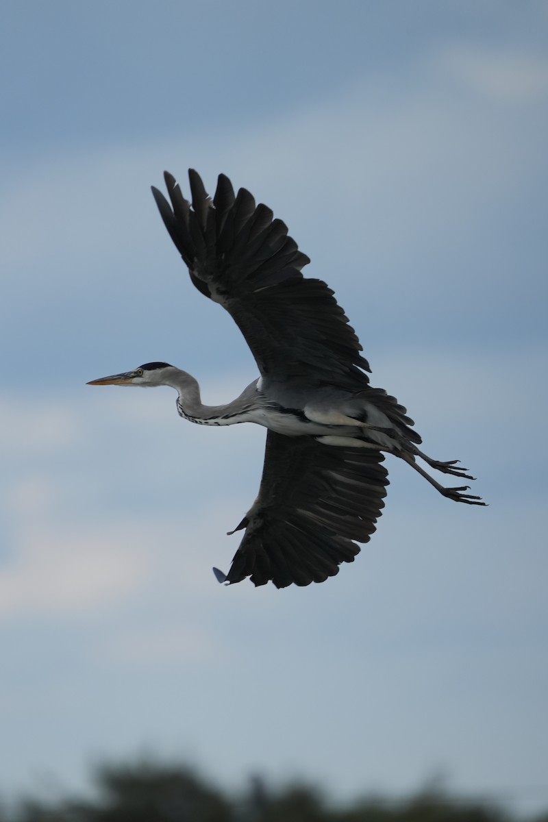 Gray Heron - ML643358737